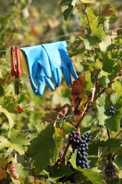 Weingut Matthias Dostert / Culinarium Otel Nittel Dış mekan fotoğraf